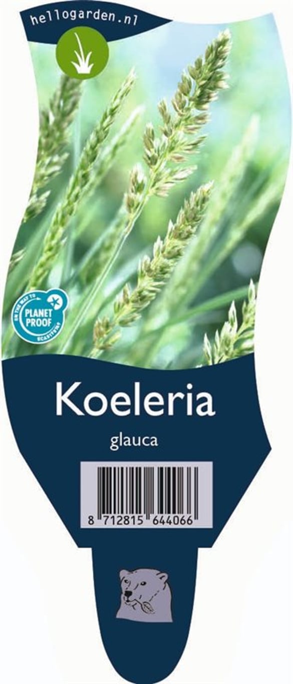 Koeleria glauca - P11
